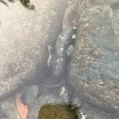 Aquatic Garter Snake thumbnail 3
