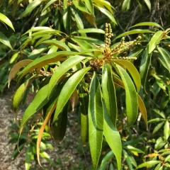 Golden chinquapin thumbnail 1