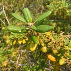 Western Labrador Tea thumbnail 2