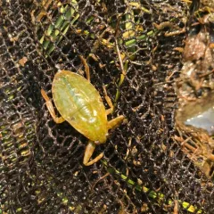 American Giant Water Bug thumbnail 3