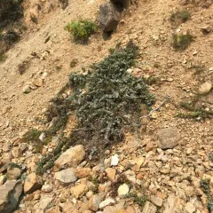 common juniper thumbnail 4
