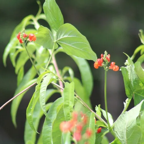Runner bean