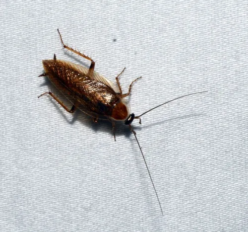 Ectobius lucidus