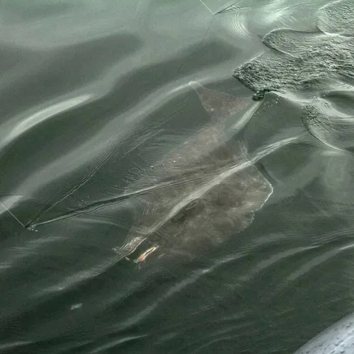 Pacific Halibut