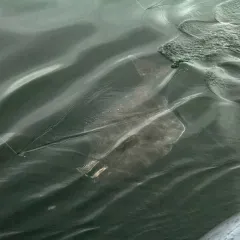 Pacific Halibut thumbnail 1