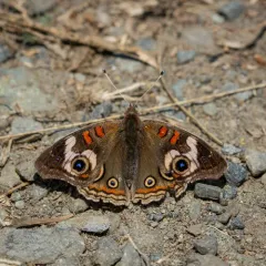 Gray Buckeye thumbnail 2