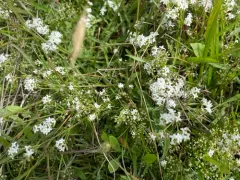 Heath Bedstraw thumbnail 2