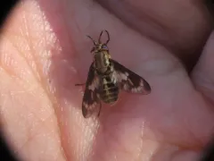 Chrysops fulvaster thumbnail 3