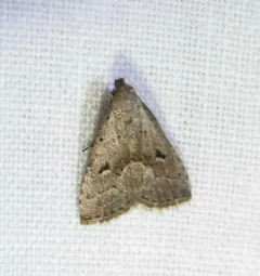 Hypenodes palustris thumbnail 2
