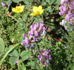 boreal locoweed thumbnail 3