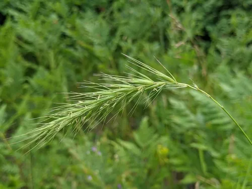 interrupted wild rye
