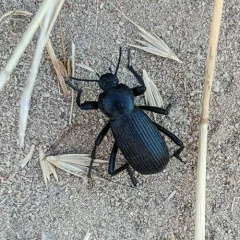 Obscure Darkling Beetle thumbnail 2