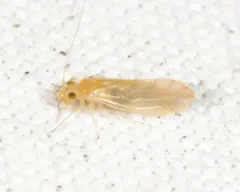 Xanthocaecilius quillayute thumbnail 2