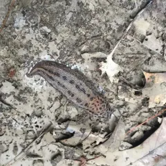 Leopard Slug thumbnail 4