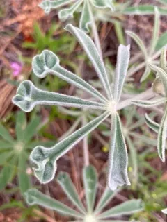 Lupine Leaf Gall Midge thumbnail 4