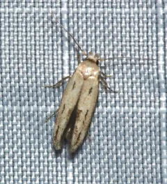 Mompha brevivittella thumbnail 3
