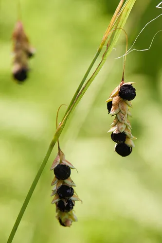Anthracoidea limosa