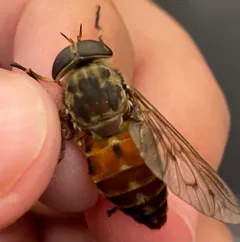 Tabanus limbatinevris thumbnail 4