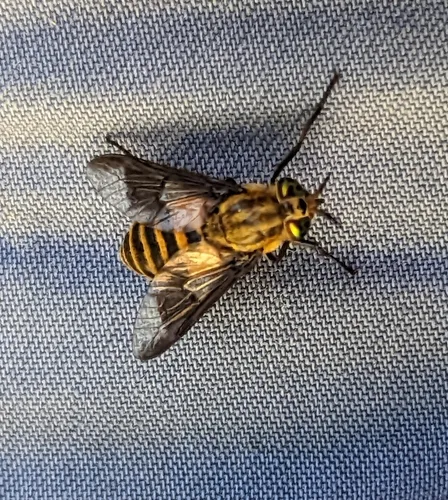 Shining Deer Fly