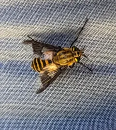 Shining Deer Fly thumbnail 1