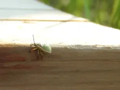 Chlorochroa granulosa thumbnail 3