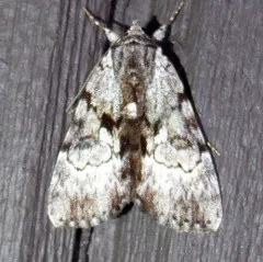 Gloomy Underwing thumbnail 2