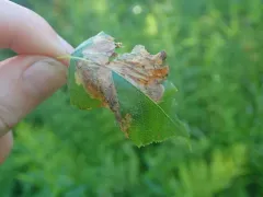 Birch Leafminer Sawfly thumbnail 3