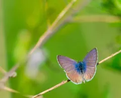 Marine Blue thumbnail 4