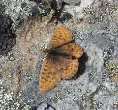 Astarte Fritillary thumbnail 4