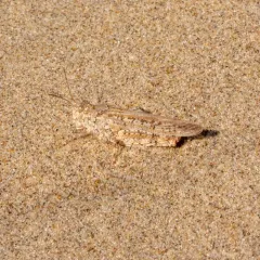 Helfer's Dune Grasshopper thumbnail 2