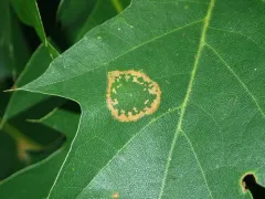 Phyllonorycter aeriferella thumbnail 4