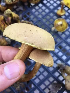 clustered brown bolete thumbnail 1