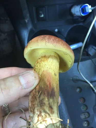 Baorangia rufomaculata