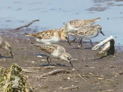 Little Stint thumbnail 3