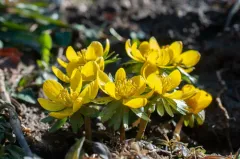 Winter Aconite thumbnail 3