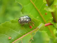 Calligrapha suturella thumbnail 1