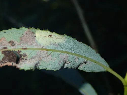 Aspen Leaf Blotch Miner