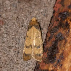 Gerdana caritella thumbnail 3