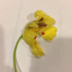 garden nasturtium thumbnail 2