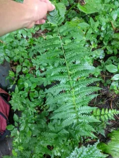 log fern thumbnail 4