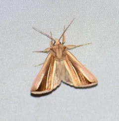 White-streaked Looper Moth thumbnail 2
