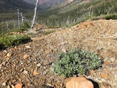 waldo wild buckwheat thumbnail 3
