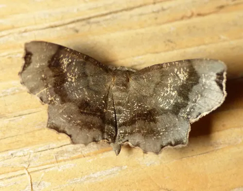 Dark Scallop Moth