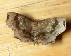 Dark Scallop Moth thumbnail 1