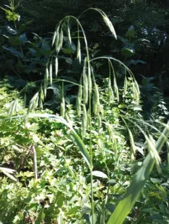 Hairy Woodland Brome thumbnail 3
