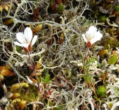 Arctic Stitchwort thumbnail 2