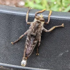 False Bee-Killer thumbnail 2