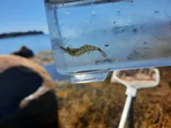 Baltic prawn thumbnail 4