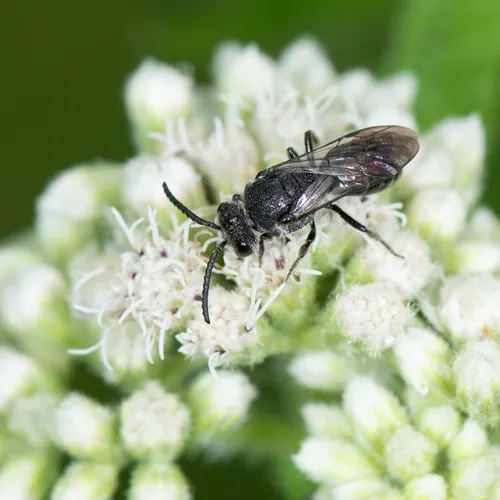 Cyclops Blood Bee