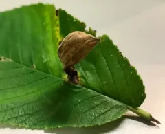 Slippery Elm Gall Aphid thumbnail 1